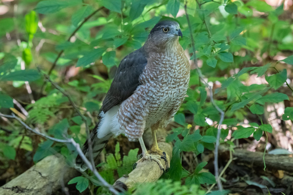 Cooper's Hawk - ML619293600