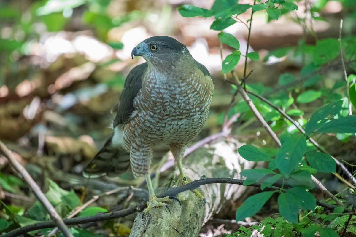 Cooper's Hawk - Adriana Dinu