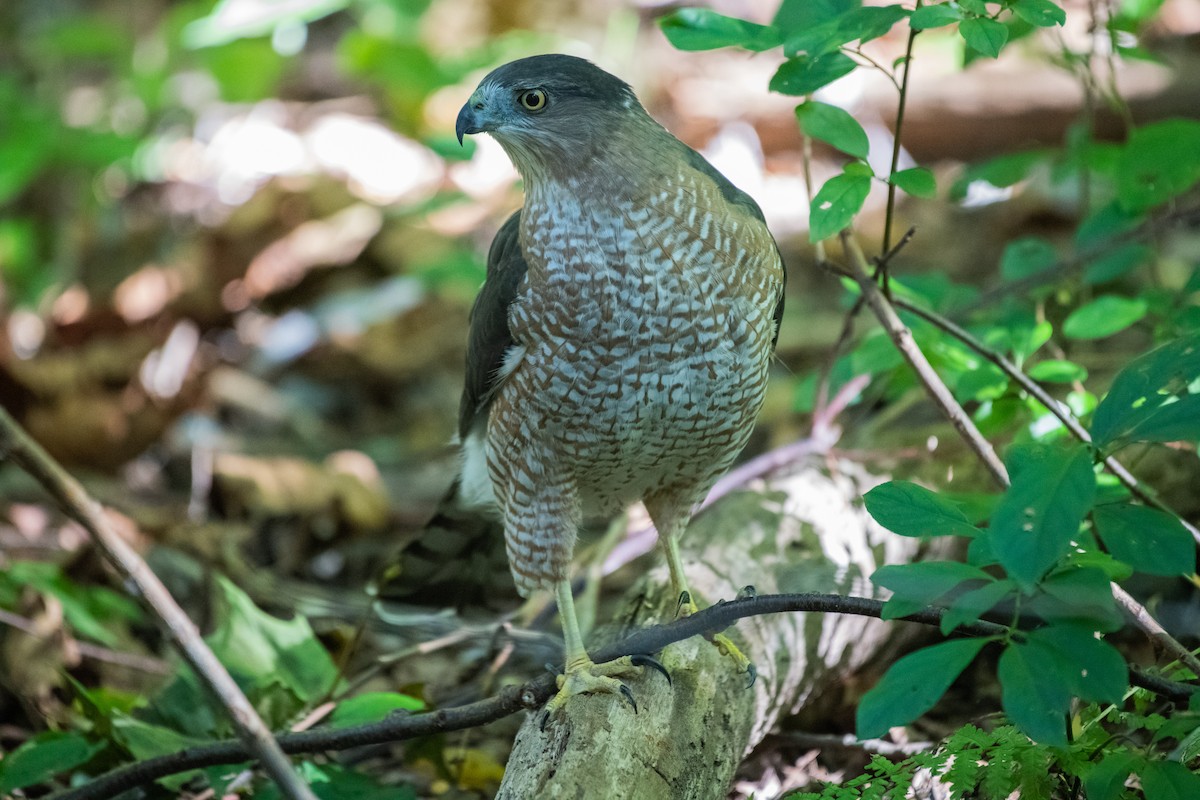 Cooper's Hawk - Adriana Dinu