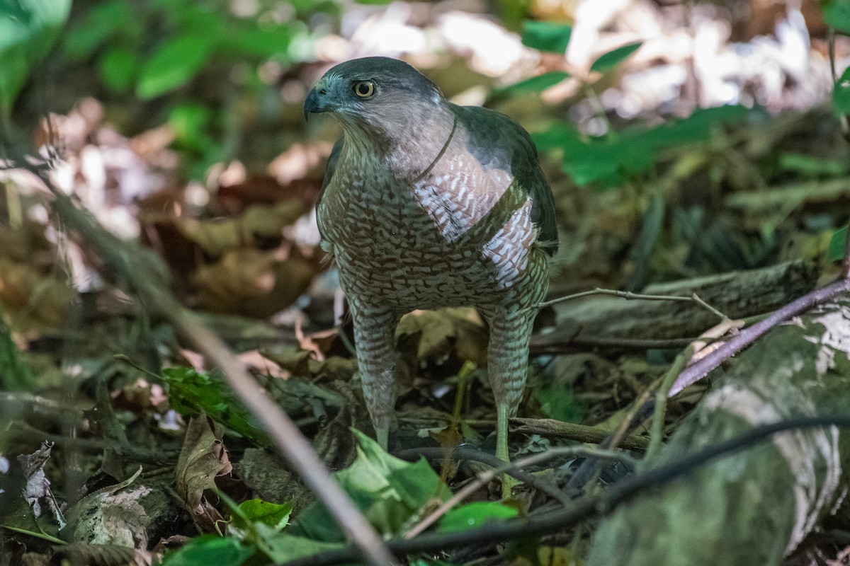 Cooper's Hawk - ML619293604