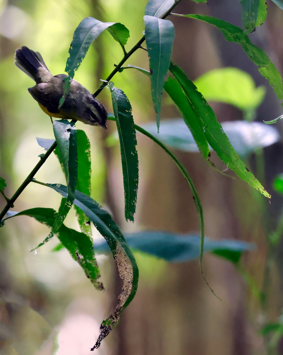 Golden-crowned Warbler - Anonymous