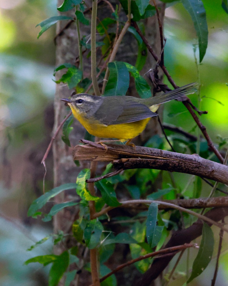 Golden-crowned Warbler - Anonymous