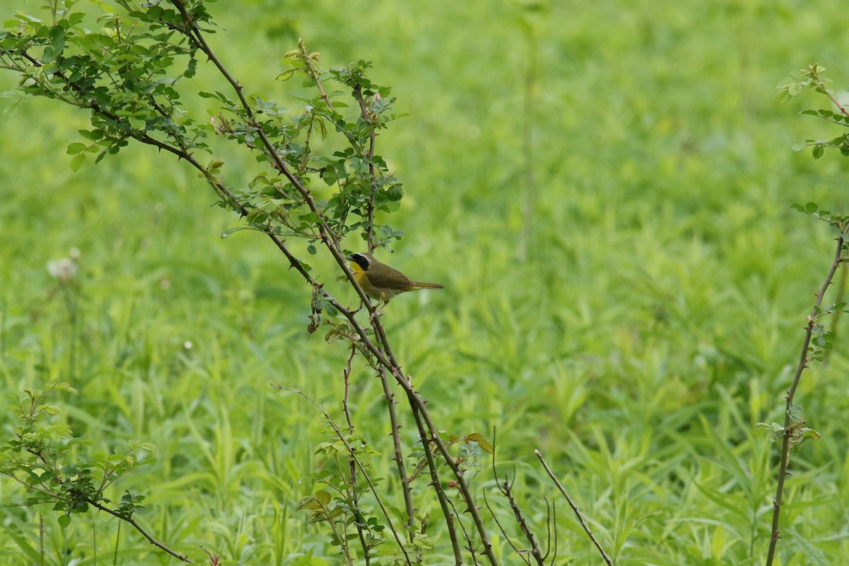 Weidengelbkehlchen - ML619293621