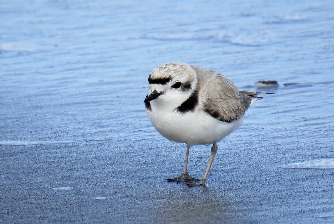 Snowy Plover - Molly Sultany