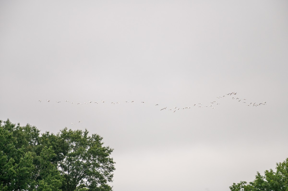 White Ibis - Tracy Martin