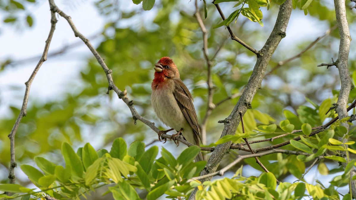 Common Rosefinch - Korhan Urgup