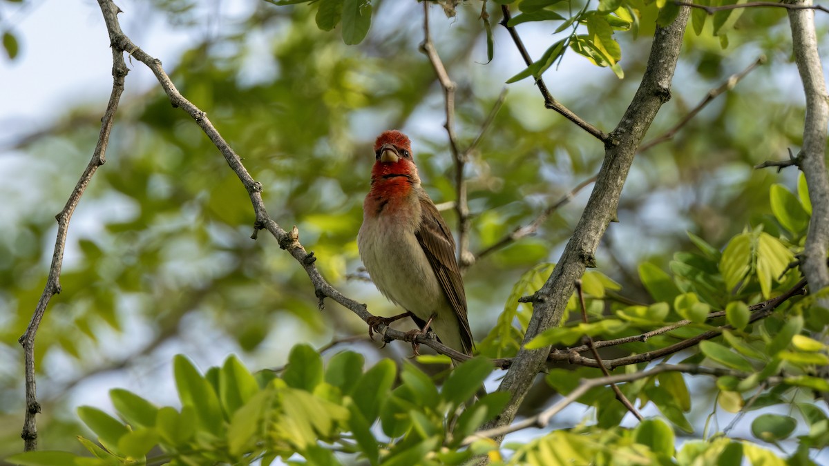 Common Rosefinch - Korhan Urgup