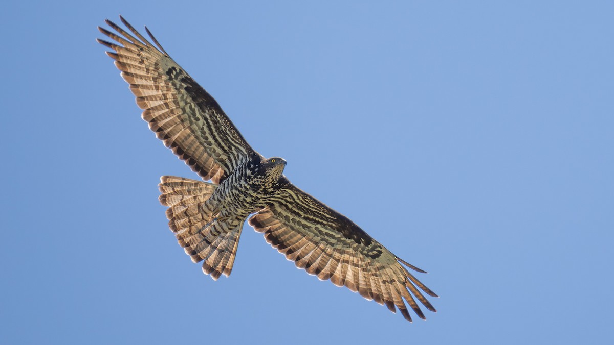 European Honey-buzzard - Simon Tonkin