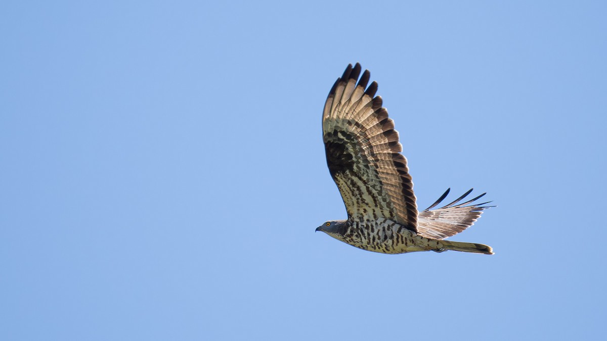 European Honey-buzzard - Simon Tonkin