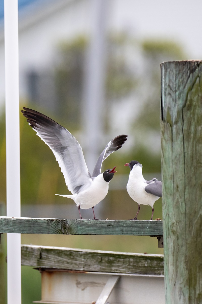 Mouette atricille - ML619293689