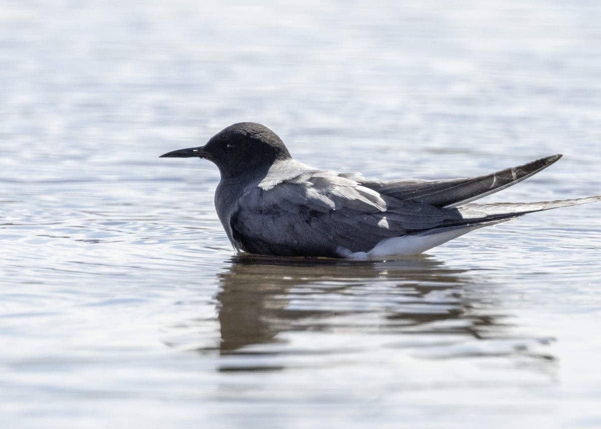 Black Tern - ML619293695