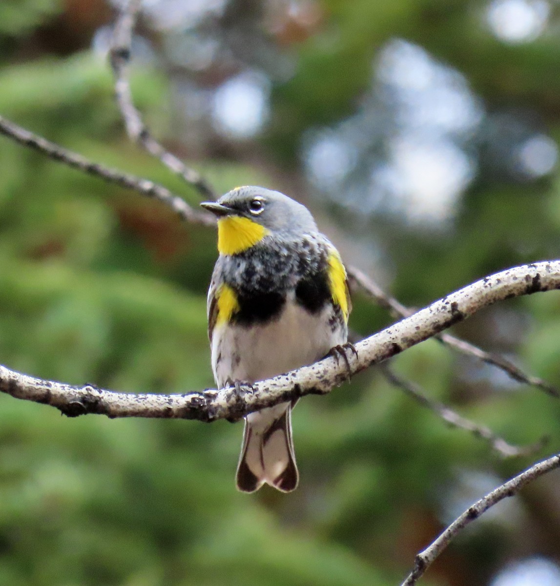Yellow-rumped Warbler - JoAnn Potter Riggle 🦤