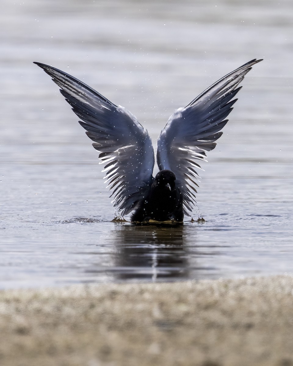 Black Tern - ML619293717