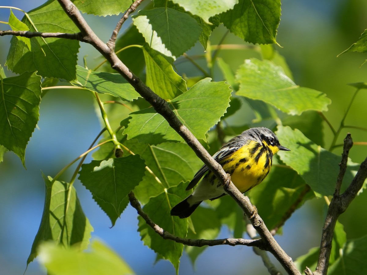 Magnolia Warbler - Will Cihula