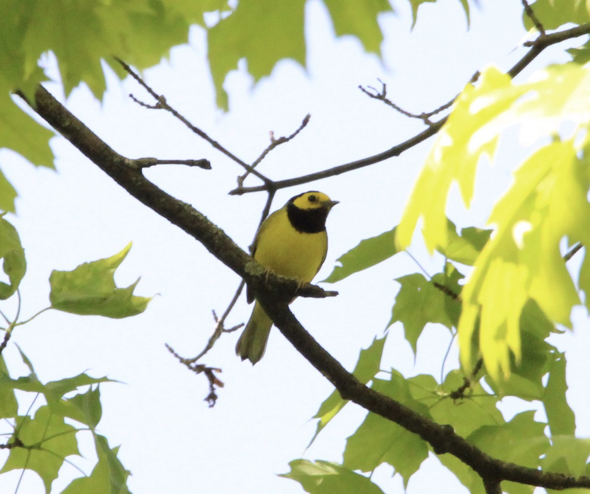 Hooded Warbler - ML619293723