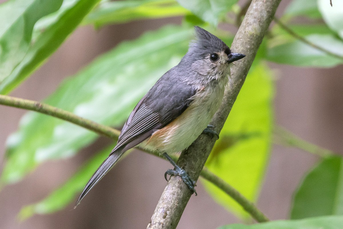 Tufted Titmouse - Juan Miguel Artigas Azas