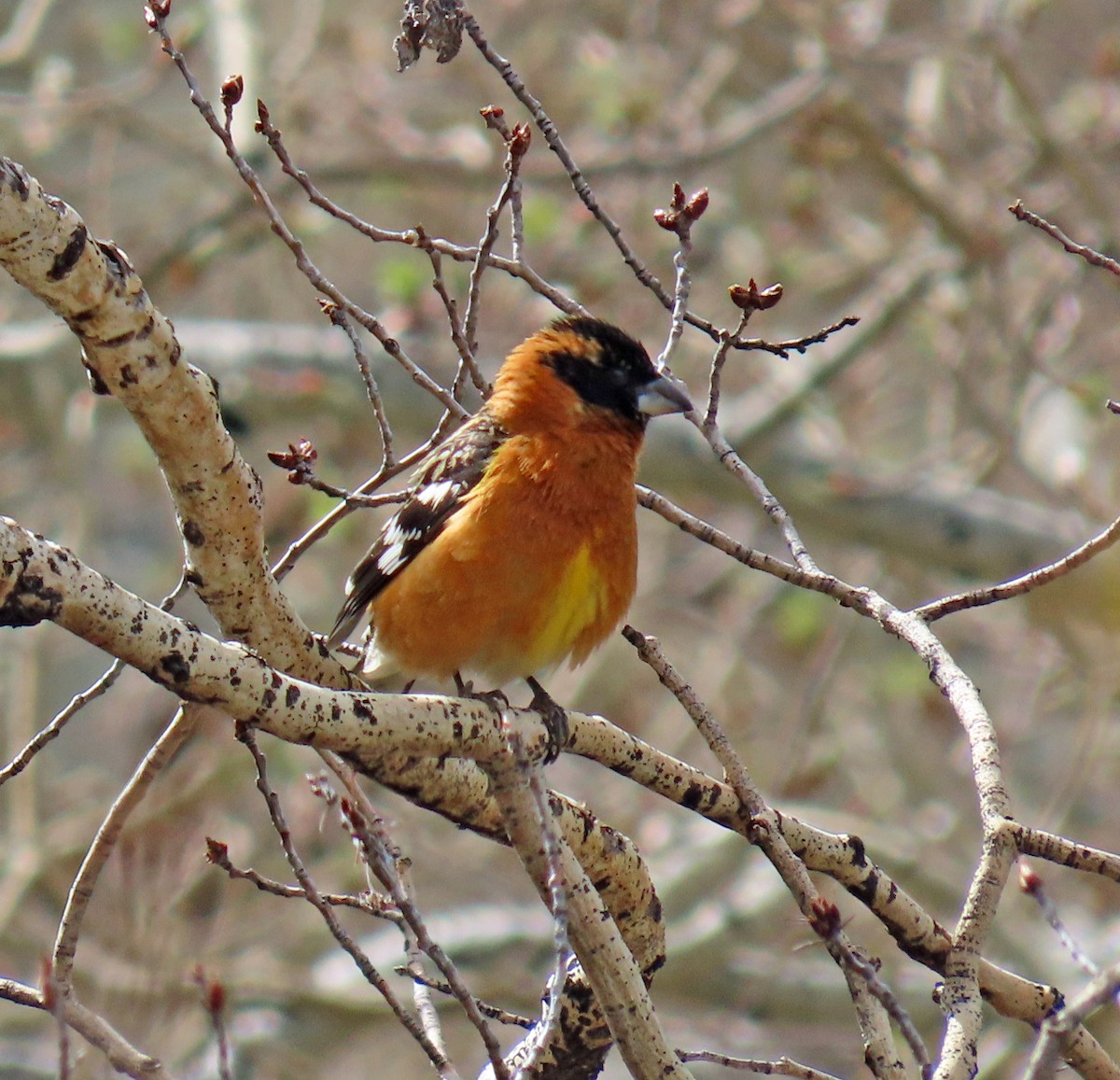 Black-headed Grosbeak - JoAnn Potter Riggle 🦤