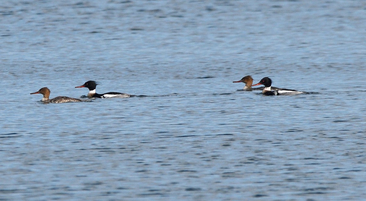 Red-breasted Merganser - Tom Long