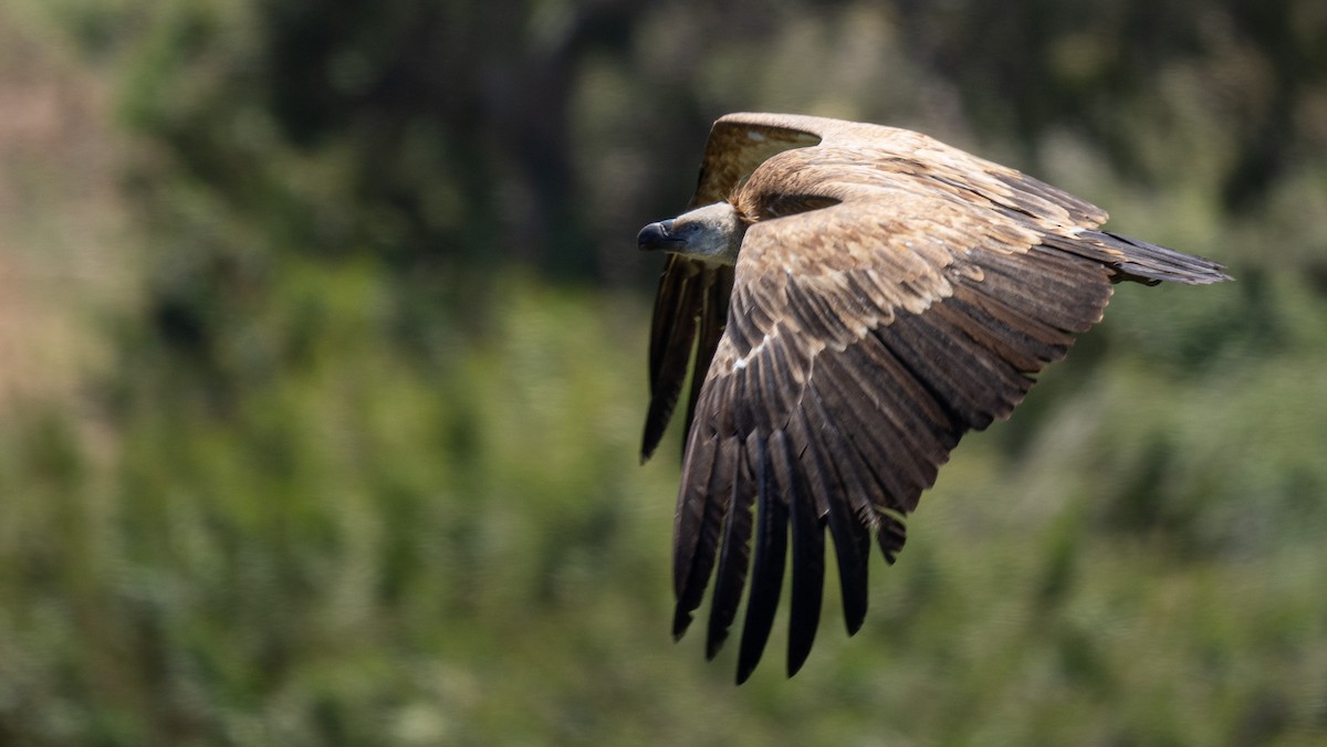 Eurasian Griffon - Simon Tonkin