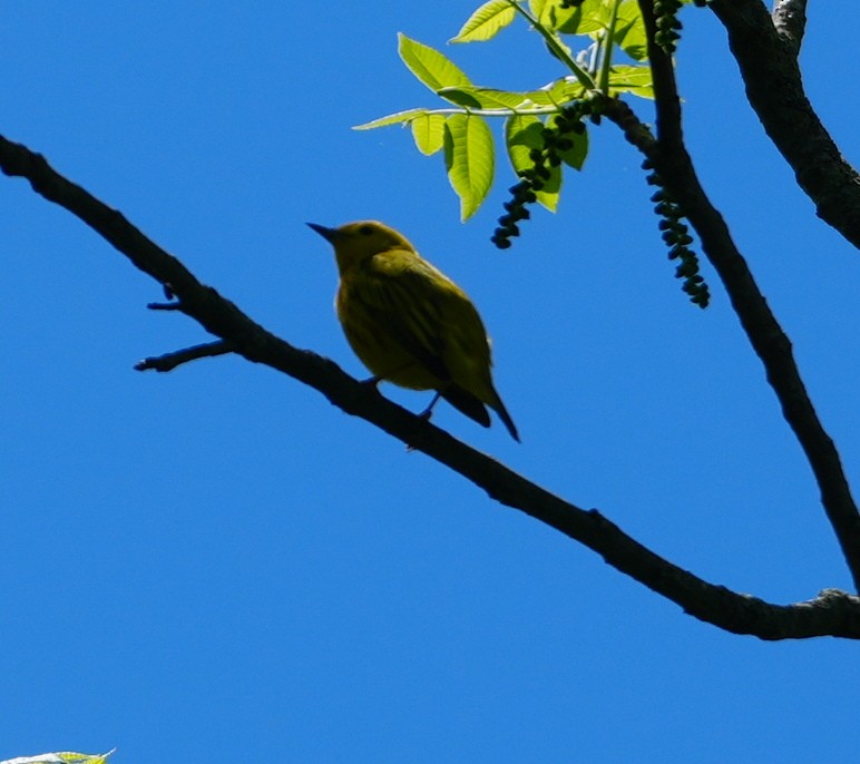 Yellow Warbler - ML619293760