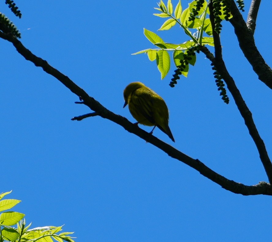 Yellow Warbler - ML619293761