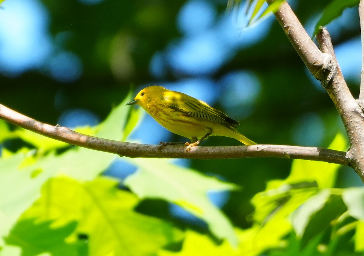 Yellow Warbler - ML619293762