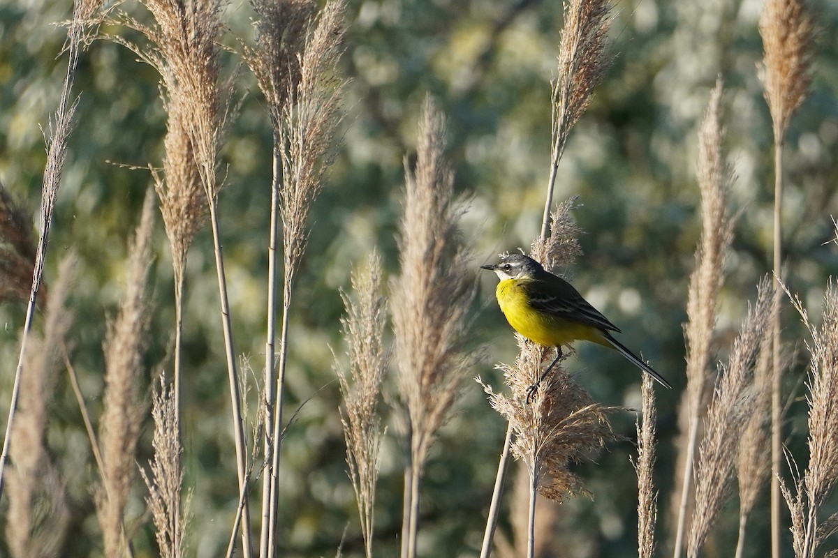 Western Yellow Wagtail (thunbergi) - Ben Costamagna