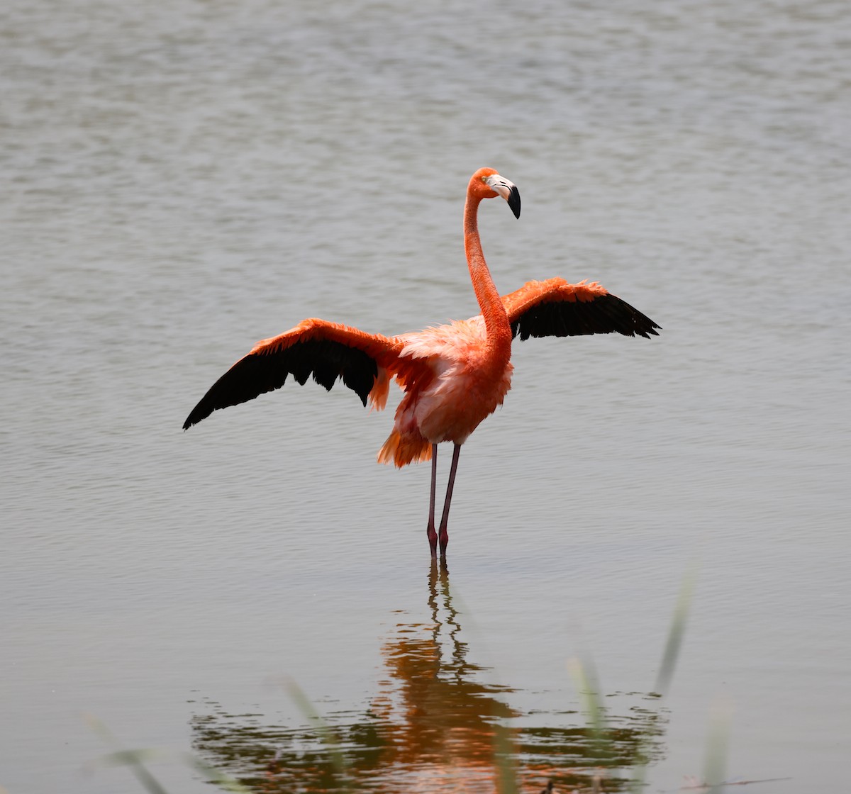Amerika Flamingosu - ML619293778
