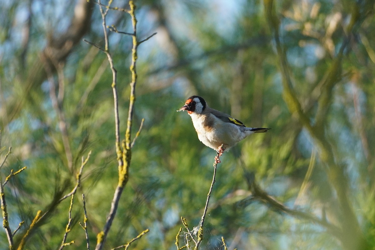 European Goldfinch - ML619293779