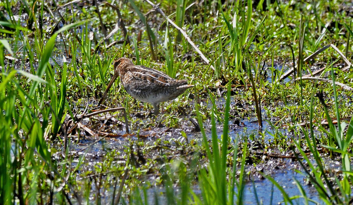 Wilson's Snipe - ML619293781