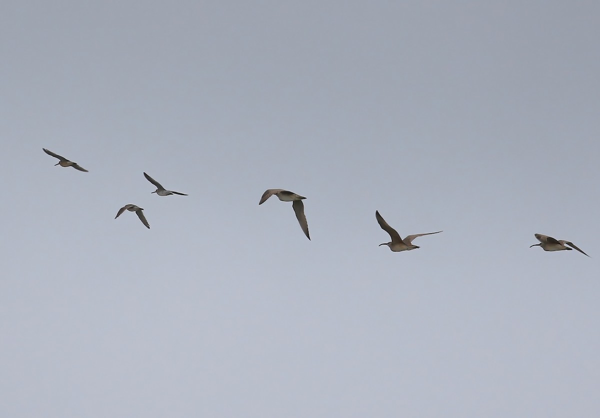 Whimbrel - Evan Pannkuk