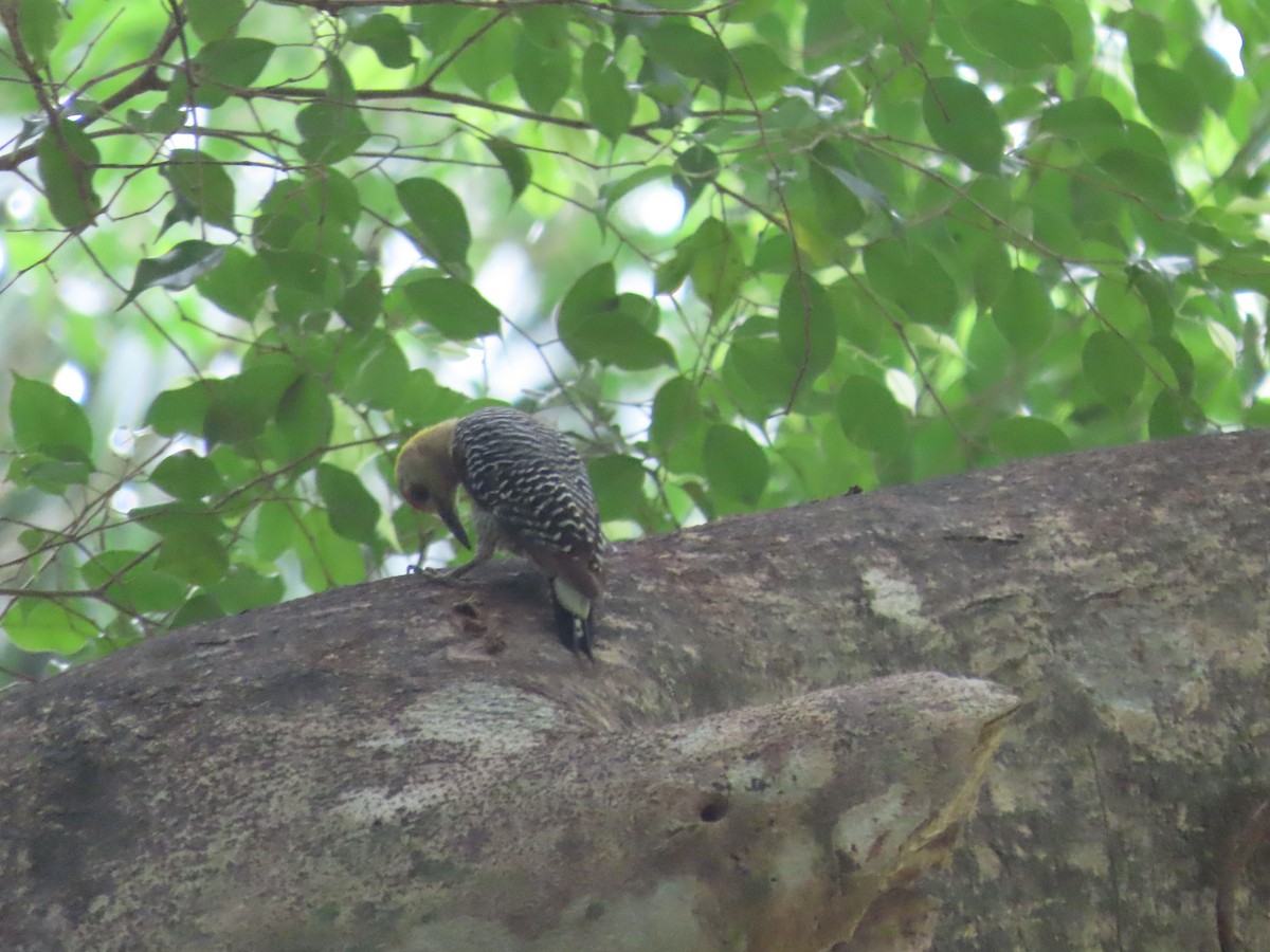 Hoffmann's Woodpecker - Randy Lynch