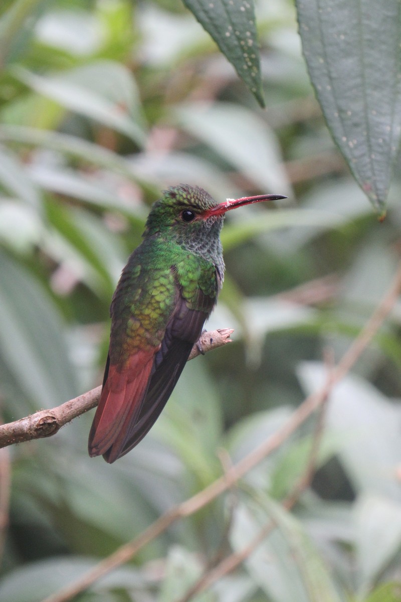 Rufous-tailed Hummingbird - Aneth Pérez