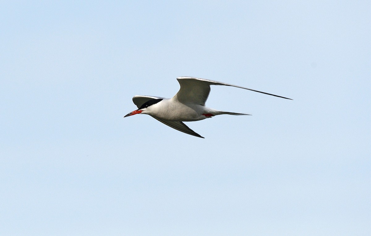 Common Tern - Tom Long