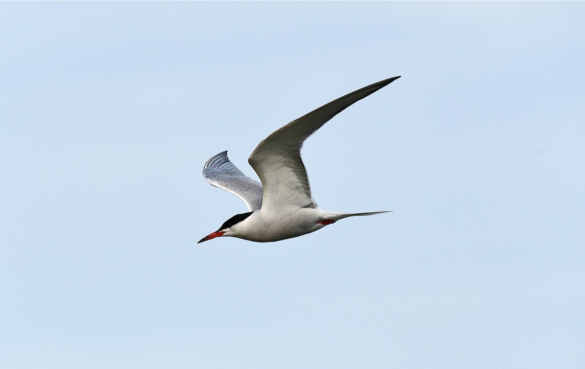 Common Tern - Tom Long