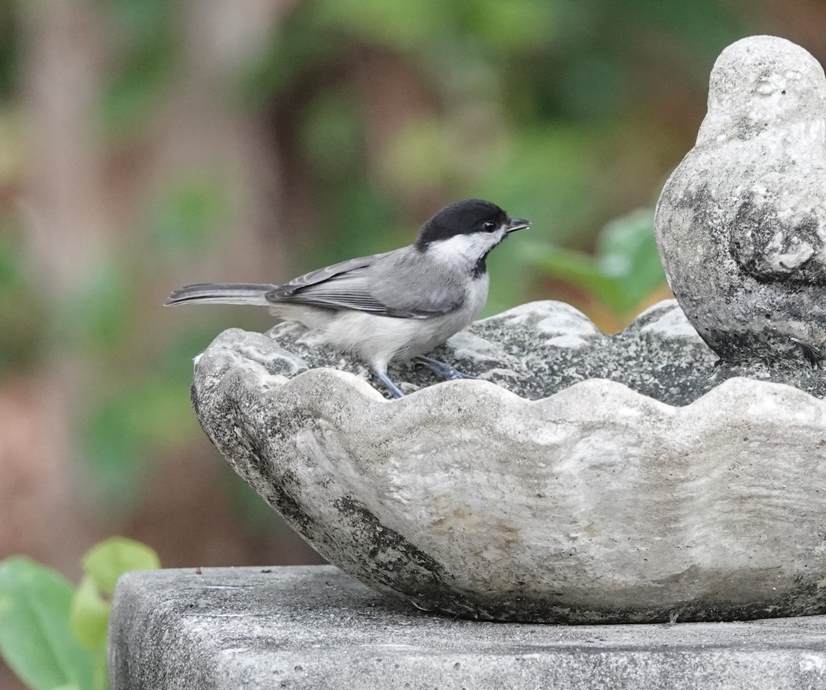 Carolina Chickadee - ML619293817