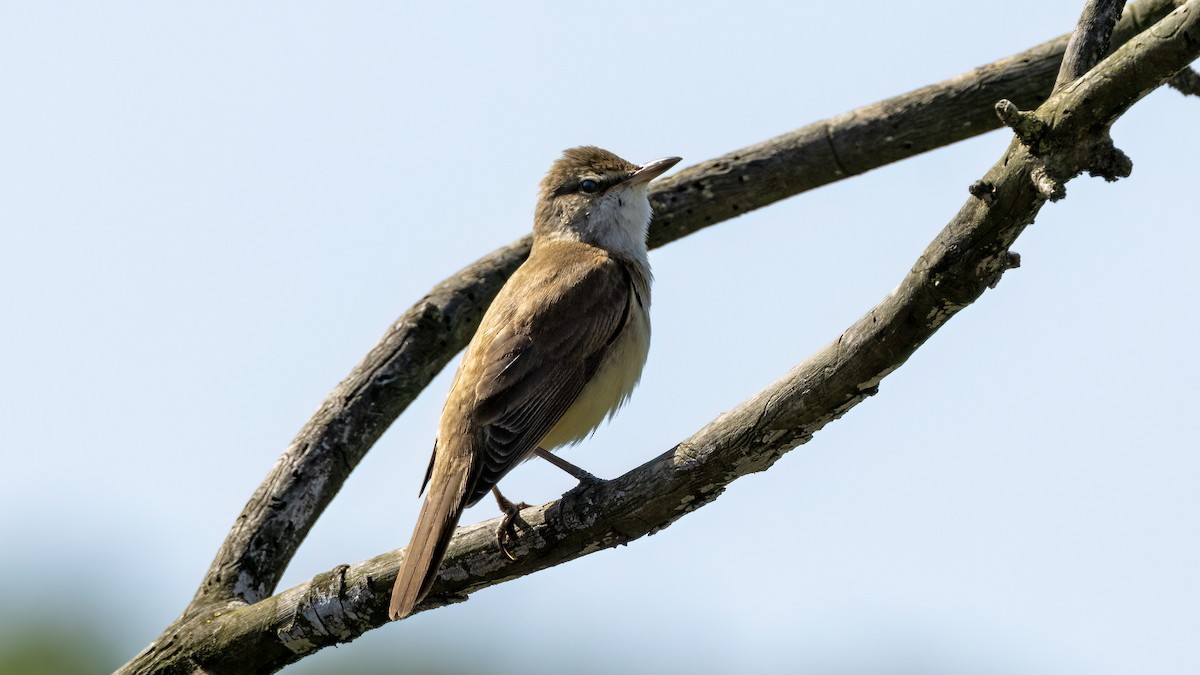 Great Reed Warbler - Korhan Urgup