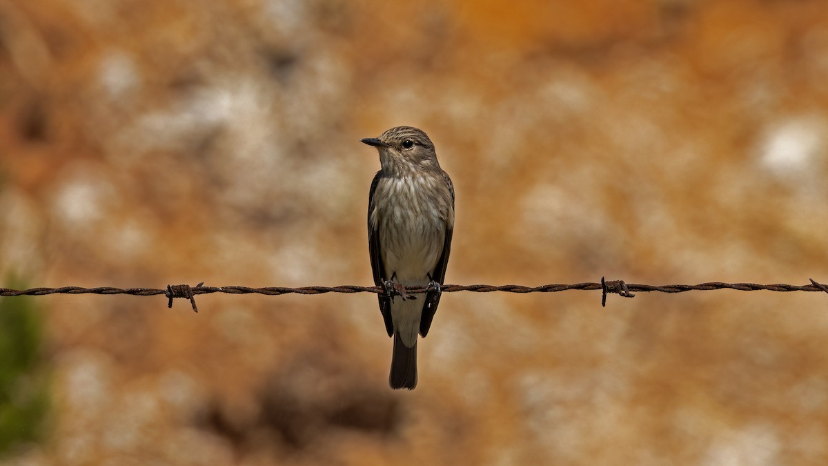 Spotted Flycatcher - Korhan Urgup