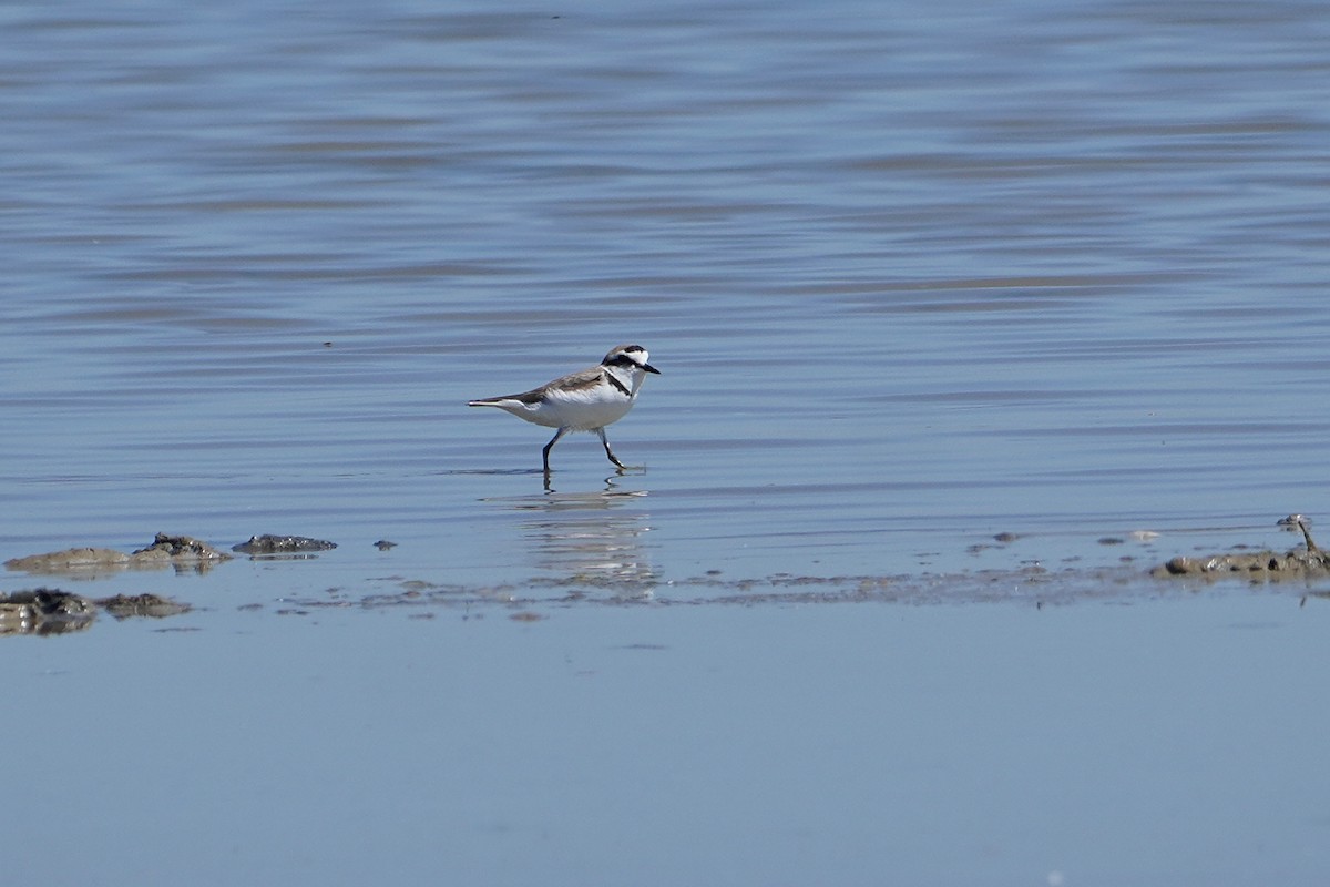 Kentish Plover - Ben Costamagna