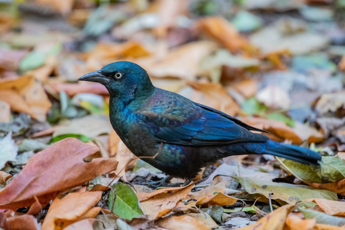 Common Grackle - Adriana Dinu