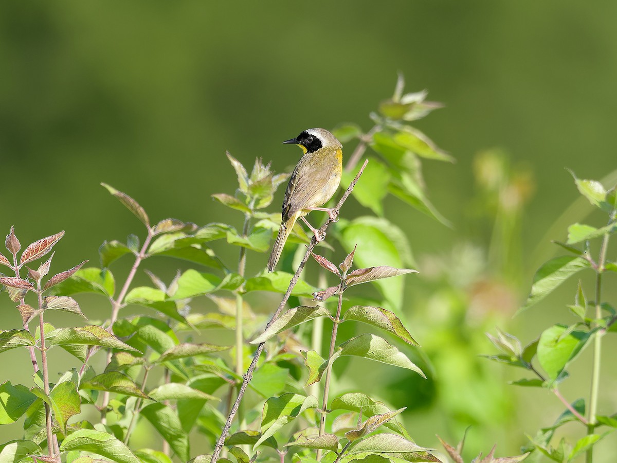 Common Yellowthroat - Randy Harrod