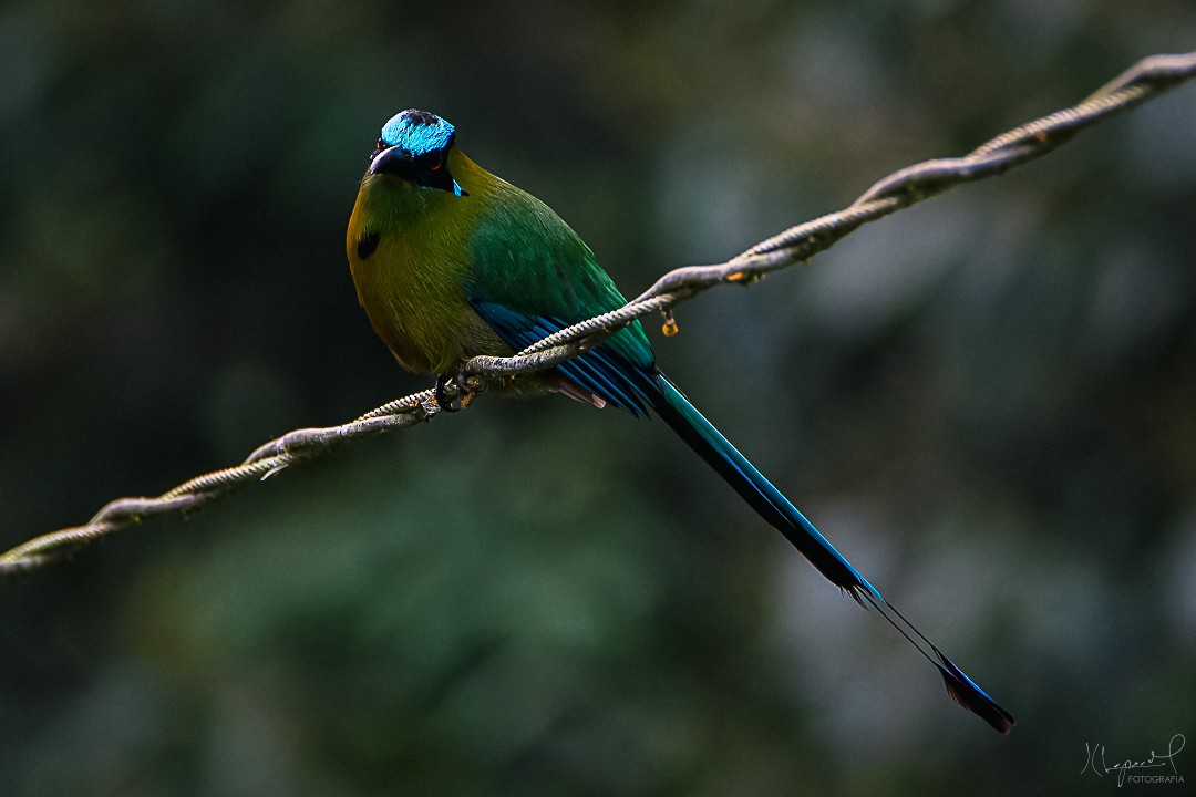 Andean Motmot - Juan Carlos Lopez Mejia