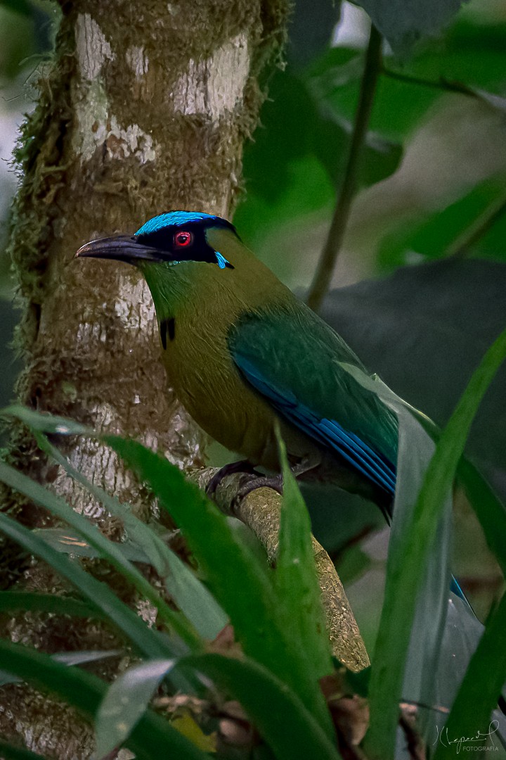 Andean Motmot - Juan Carlos Lopez Mejia