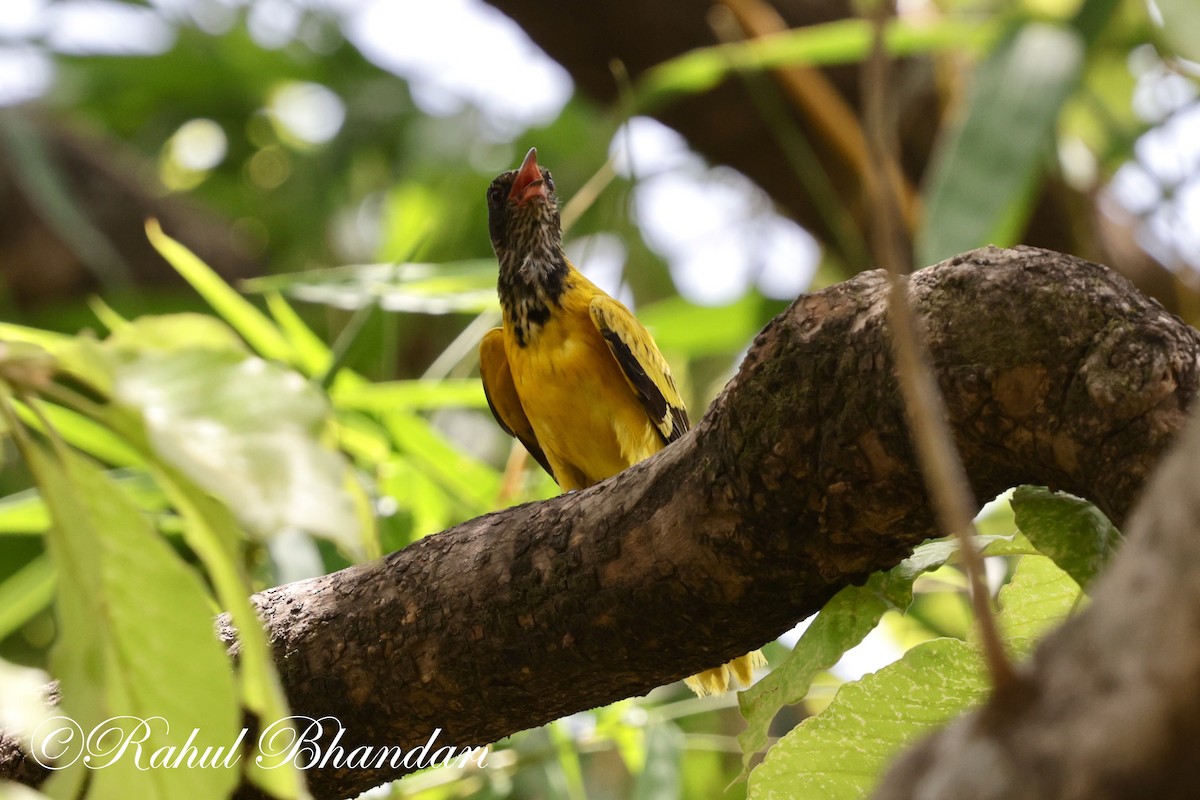 Black-hooded Oriole - Rahul Bhandari