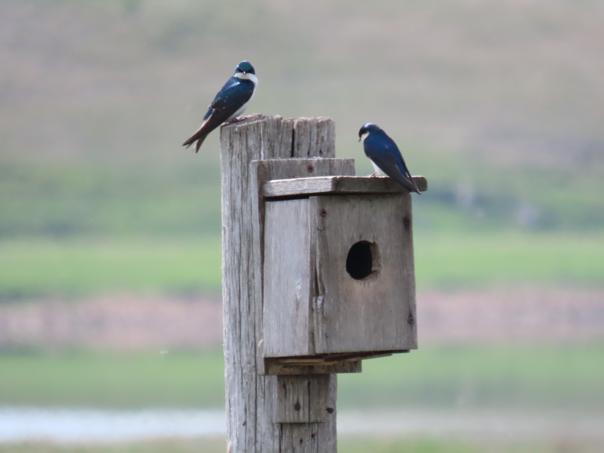 Tree Swallow - David Parratt