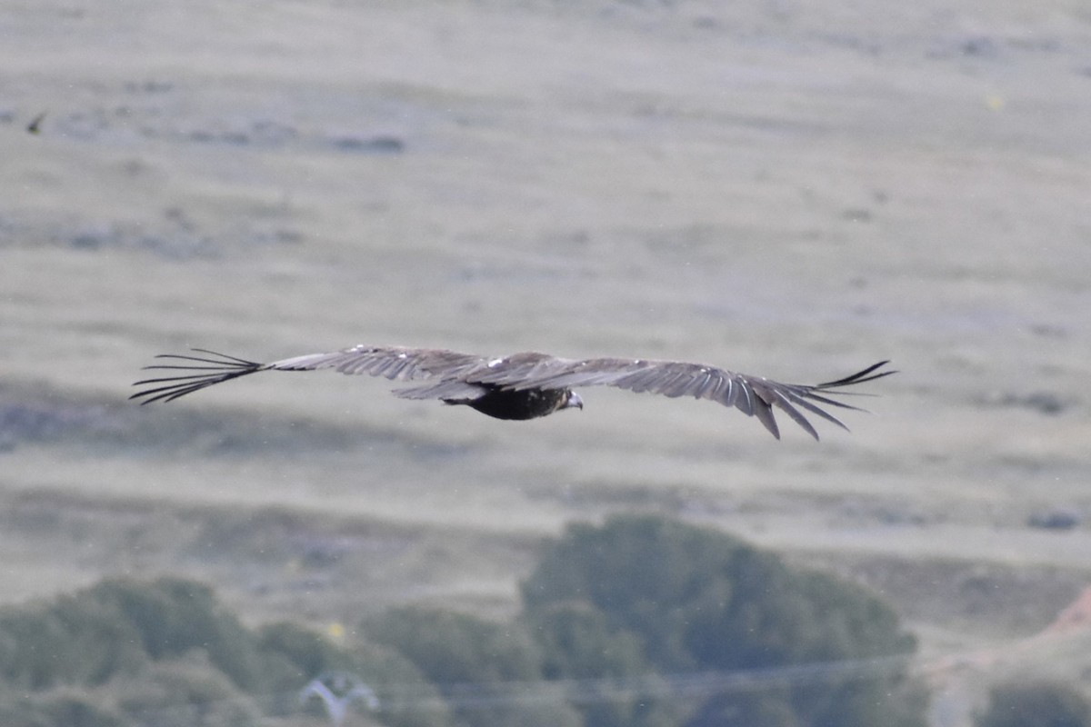 Cinereous Vulture - Tirso Fernandez