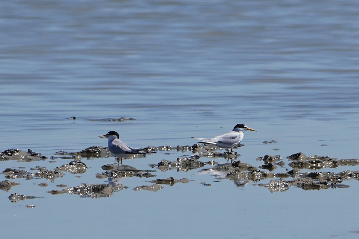 Little Tern - ML619293917