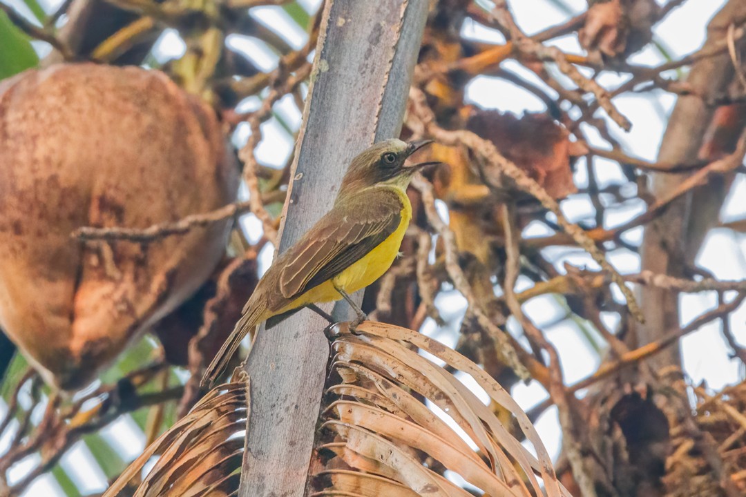 Gray-capped Flycatcher - Sergio Romero