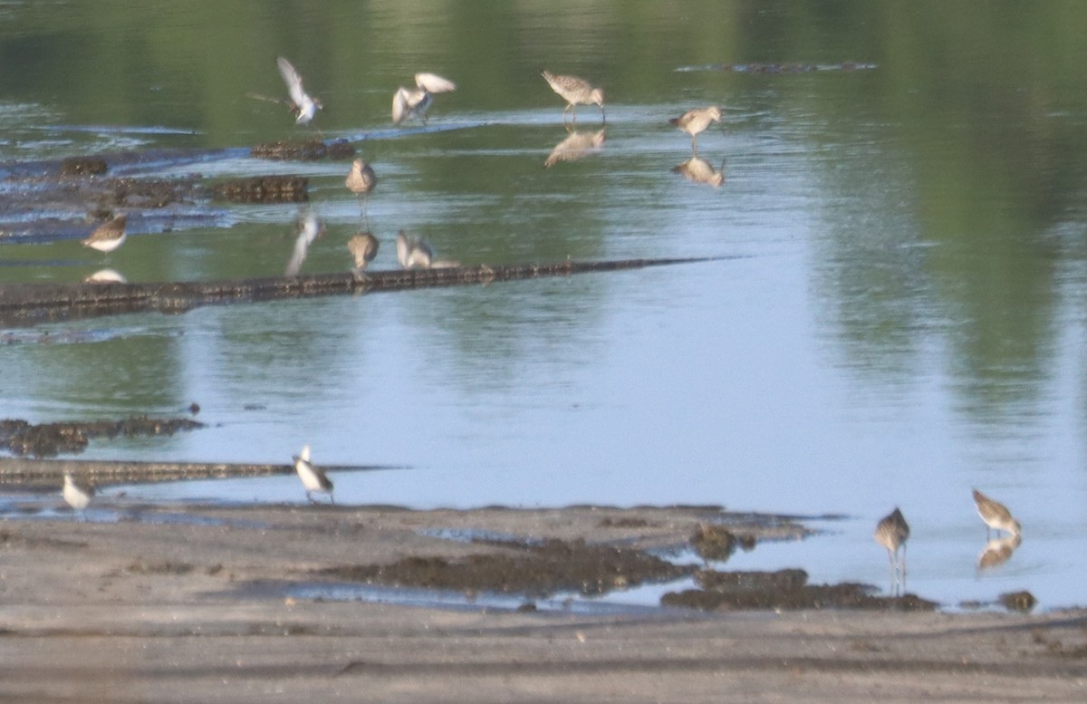 Stilt Sandpiper - Juli deGrummond