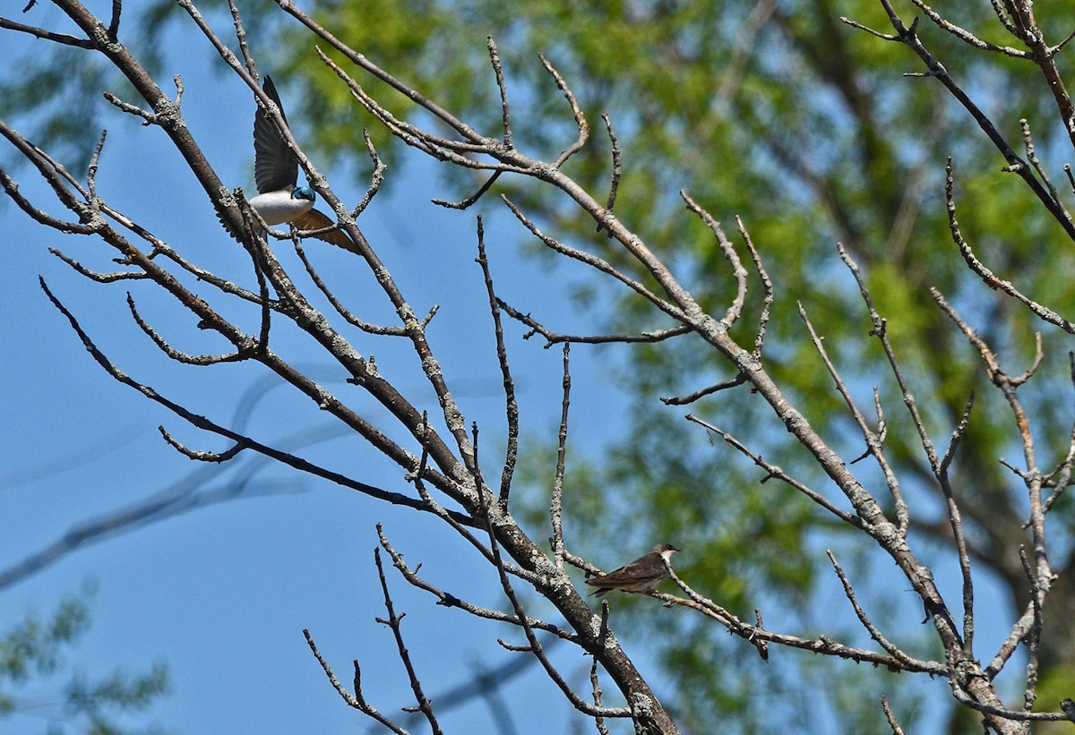 Tree Swallow - Tom Long